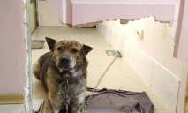 Под Днепром бездомный пес написал пост в соцсетях, где рассказал про памятник бродячей собаке