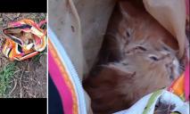 Поиздевались и выкинули в мусорку: в Днепре спасают двух больных котят