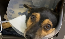 Чипу нужна помощь: в Днепре хозяева оставили больного пса в ветклинике
