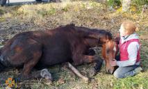 Доставали автокраном: в Кривом Роге спасатели вытащили коня из двухметровой ямы