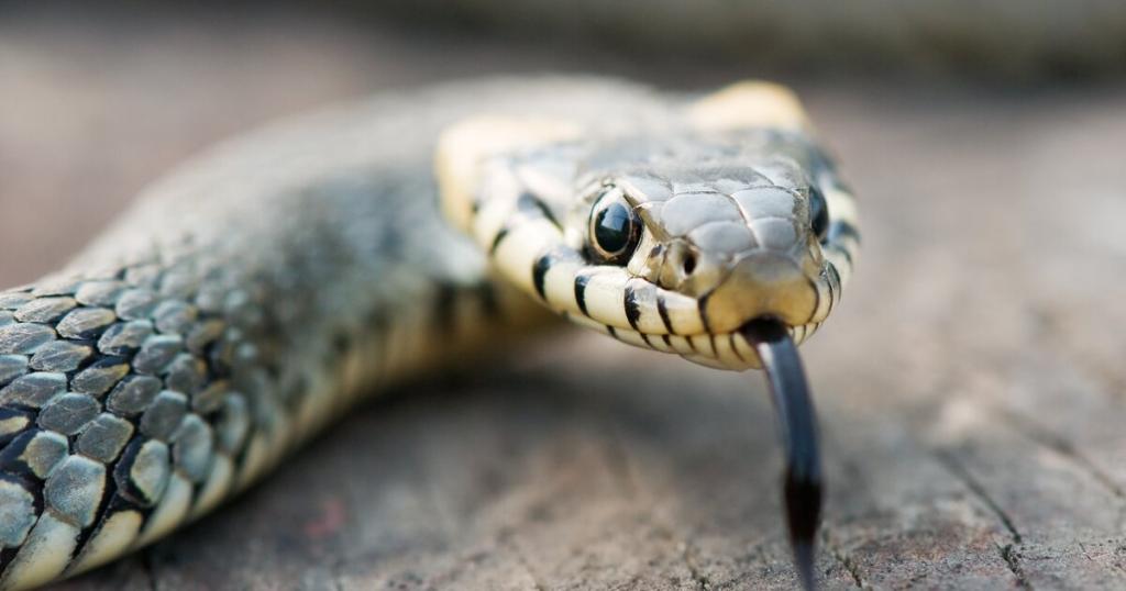 Новости Днепра про Смотрите под ноги: на набережную Днепра выползли змеи
