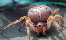 В Диевке заметили самку паука, укус которой вызывает  головокружение и ломоту в суставах
