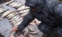 Красная икра дешевле: в Днепре резко вырастут штрафы за незаконный вылов рыбы