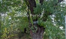 Груша — гордость семьи: на Днепропетровщине растет 107-летнее дерево