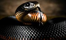 Новая фобия: криворожане обнаружили змею в вентиляции