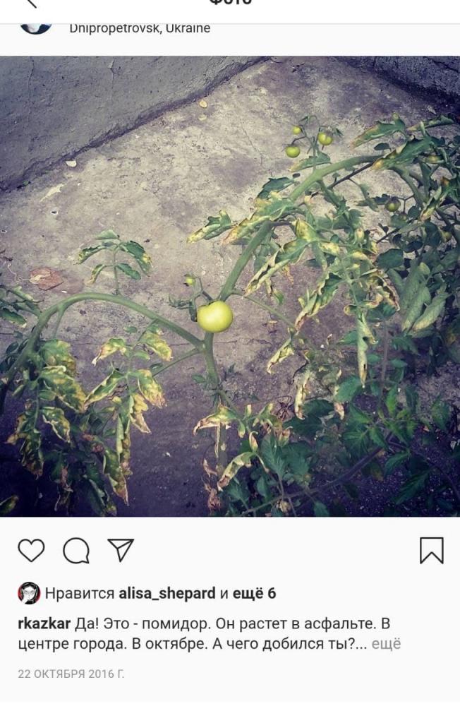 Новости Днепра про Чиполлино в шоке: в центре Днепра возле дороги вырос помидор
