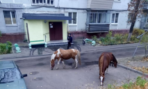 В Днепре на ж/м Западный во дворе гуляют лошади без присмотра