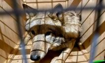 Контрабандные волки: из Украины в Непал пытались вывезти диких животных