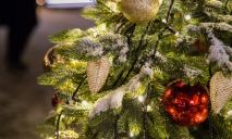 Праздник к нам приходит: на Екатеринославском бульваре установили новогоднюю елку (ФОТО)