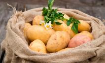 Днепряне вынуждены покупать импортный картофель: куда делся отечественный