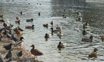 Хотят спасти уток: в Днепре в парке Глобы появились запрещающие таблички
