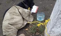 Привязали и бросили: в Днепре возле 5 поликлиники оставили собаку