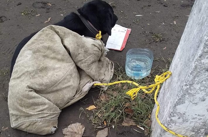 Новости Днепра про Привязали и бросили: в Днепре возле 5 поликлиники оставили собаку