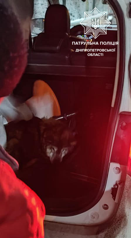 Новости Днепра про В Днепре патрульные спасли собаку, которая чуть не замерзла до смерти