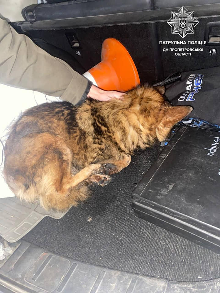 Новости Днепра про В Днепре патрульные спасли собаку, которая чуть не замерзла до смерти