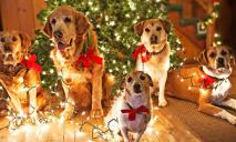 В Днепре планируют провести новогоднюю вечеринку для собак: подробности