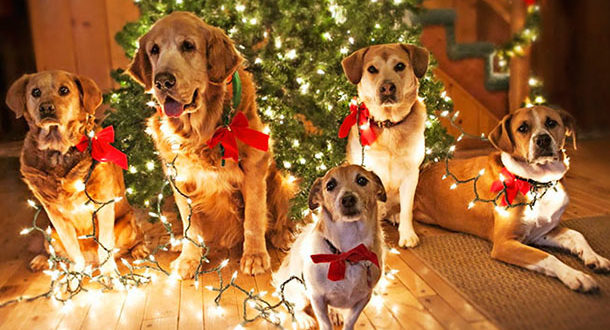 Новости Днепра про В Днепре планируют провести новогоднюю вечеринку для собак: подробности