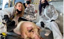 Хотели установить рекорд: в Киеве татуировщики набили огромное тату живой свинье
