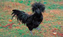 Черная, бойцовская и в шапке: как выглядит курица за 2700 грн, которую продают в Днепре