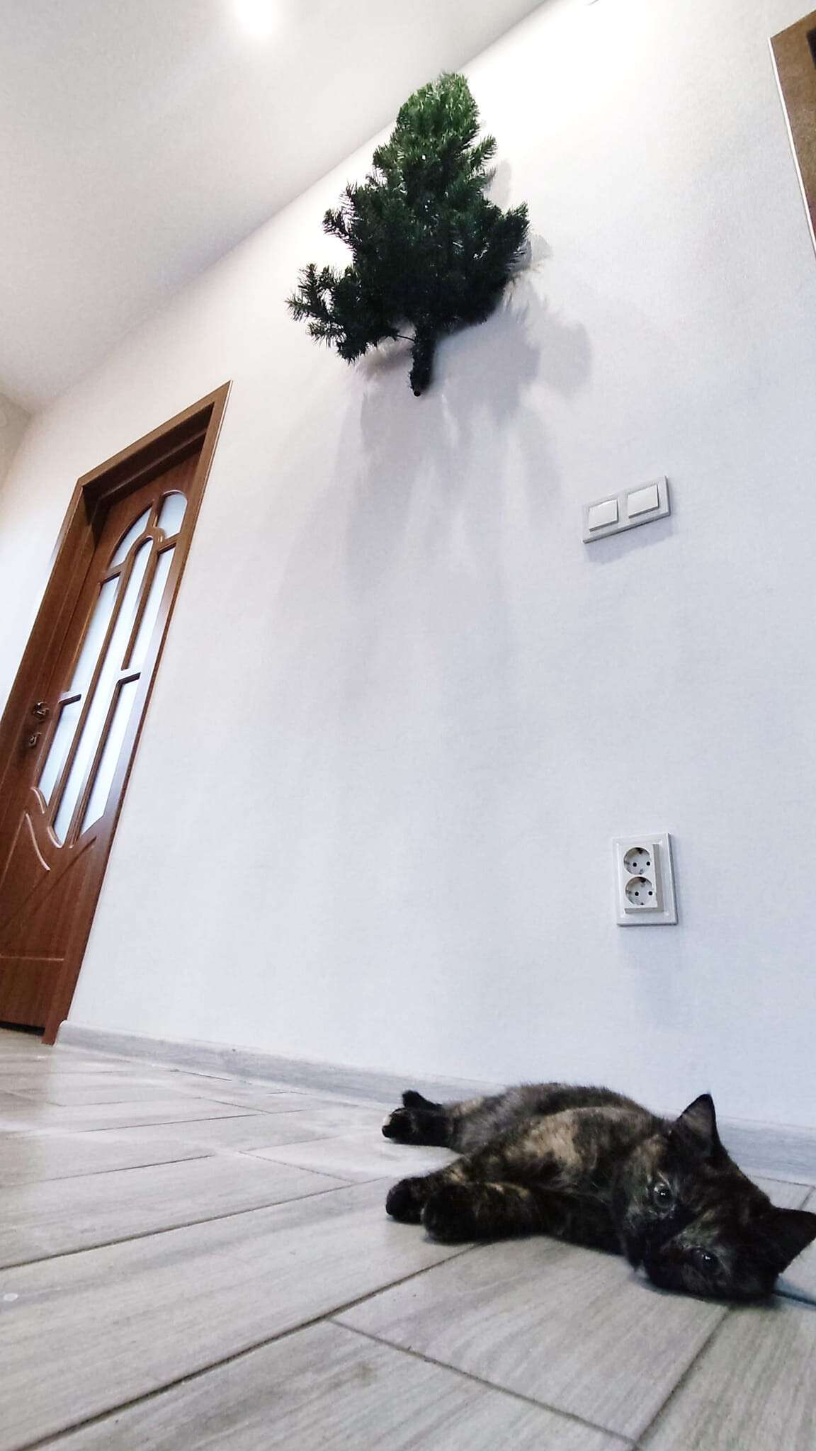 Новости Днепра про Женщина в Днепре оригинально установила елку, чтобы не добрался кот (Фото)