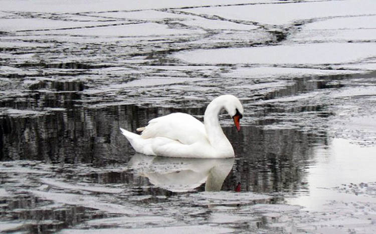 Новости Днепра про Попал в ледяную ловушку: в Днепре полицейские спасли лебедя