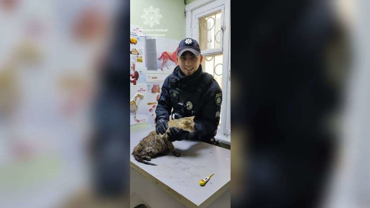 Новости Днепра про В Днепре полицейские спасли покалеченную беременную кошку