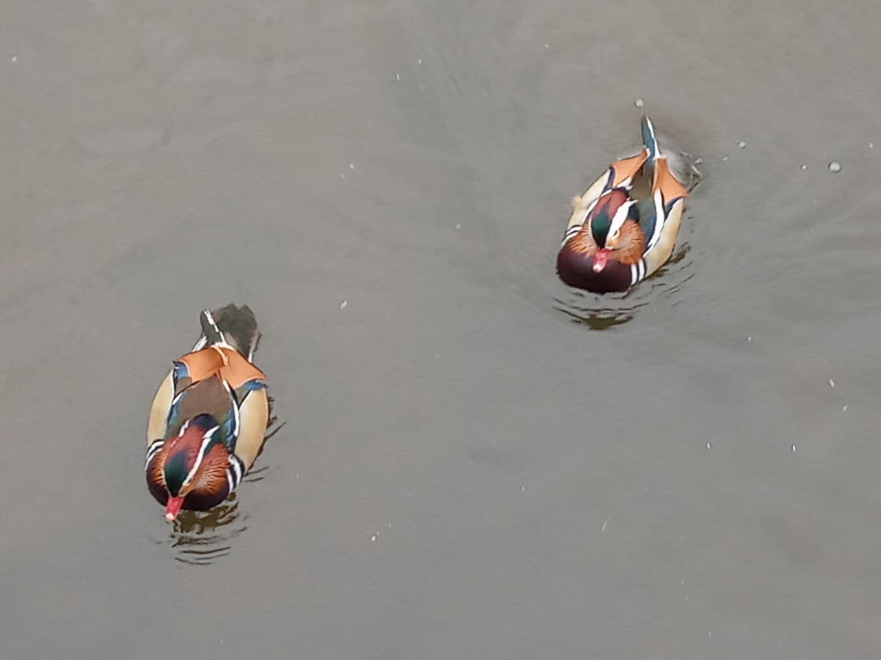 Новости Днепра про Гостьи из Китая: в Днепре на Победе-6 на озере поселилась семья необычных птиц