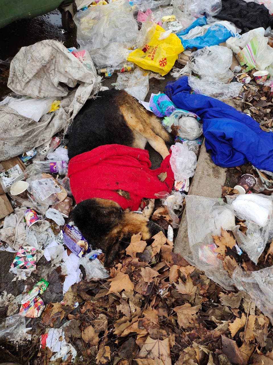 Новости Днепра про Как ненужный хлам: в Днепре мертвую собаку выбросили на помойку