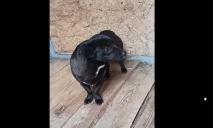 Собаку завернули в шубу и затянули веревкой: в Никополе живодеры оставили «подарок» волонтерам