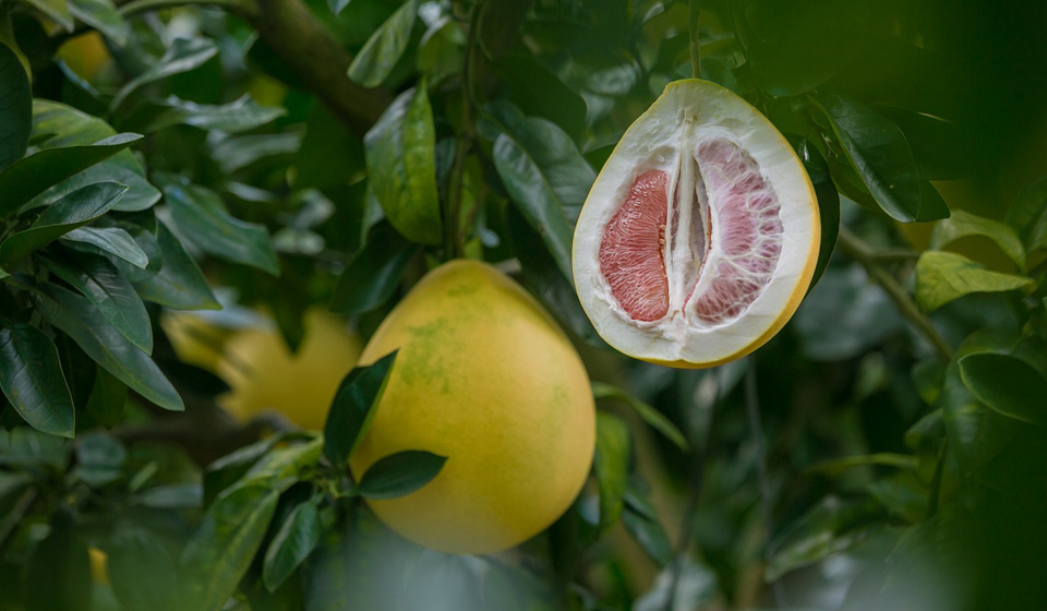 Новости Днепра про Вкусная экзотика: назван самый полезный фрукт из цитрусовых