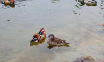 Утки-мандаринки: на Победе в озере заметили необычных птиц (ФОТО)