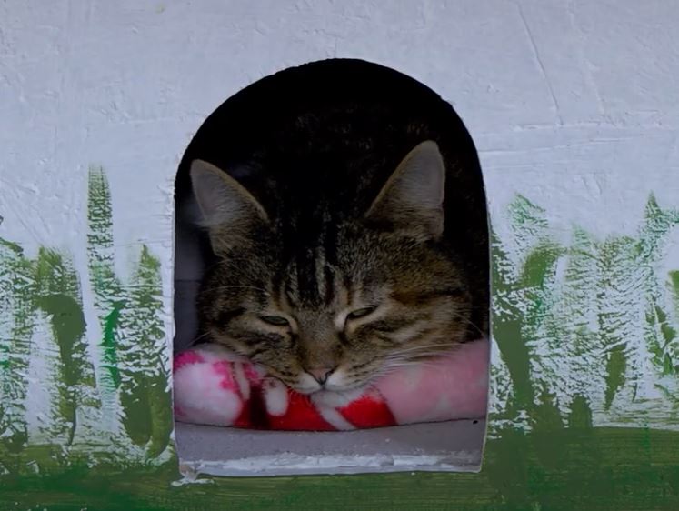 Новости Днепра про Уже справили новоселье: на Днепропетровщине появился многоквартирный дом для котов
