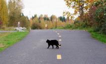 В Днепре из-за черной кошки столкнулись два автомобиля (видео)