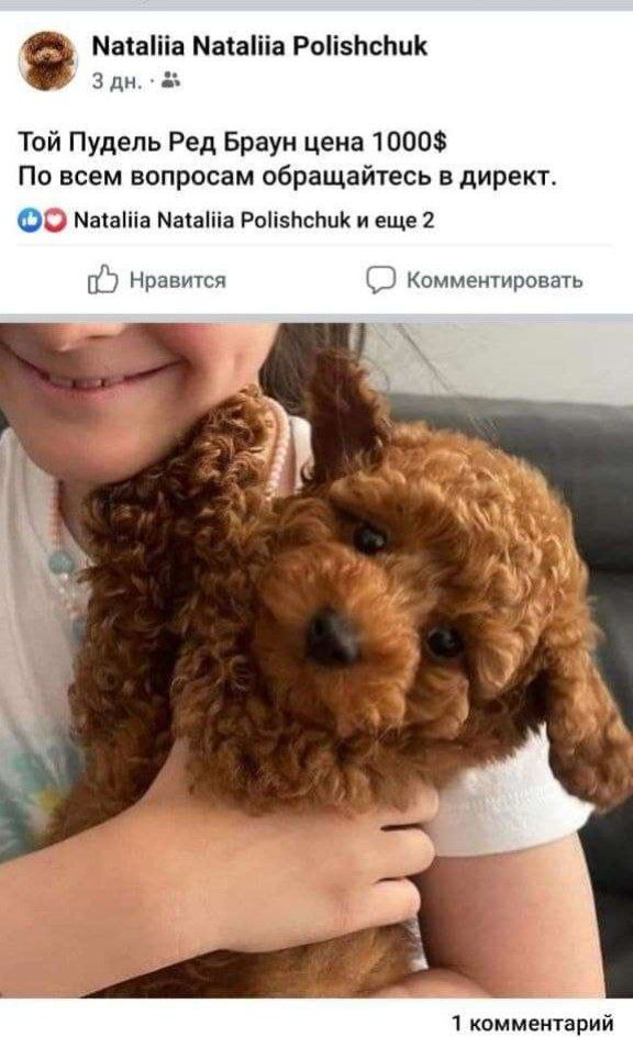 Новости Днепра про В Днепре мошенники продали женщине несуществующего щенка за 10 тыс. грн