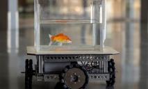 Ученые создали рыбомобиль, которым управляют золотые рыбки
