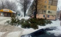 На улицах Днепра валяются непроданные новогодние елки