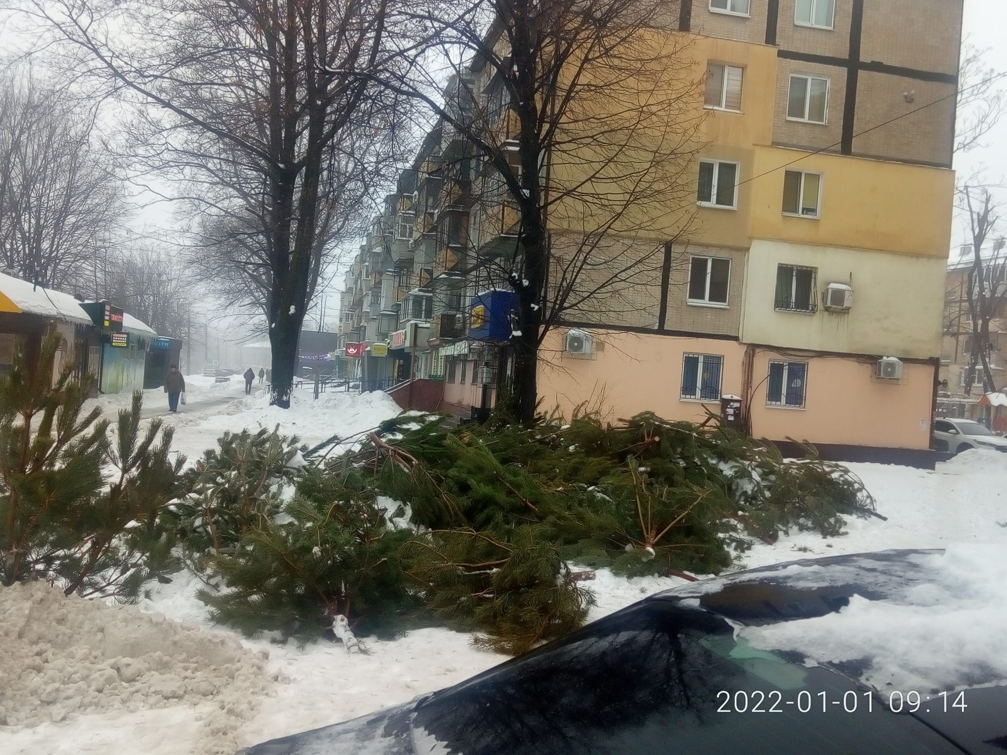 Новости Днепра про На улицах Днепра валяются непроданные новогодние елки