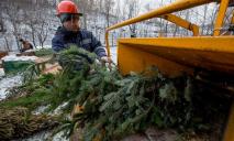 50 по городу: в Днепре открыли пункты приема живых елок