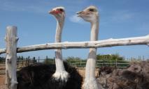 Свободу страусам: в Китае 80 страусов сбежали с фермы напугали людей (Видео)