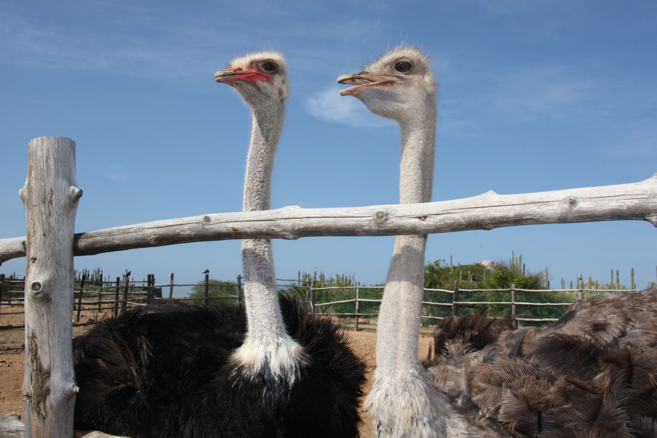 Новости Днепра про Свободу страусам: в Китае 80 страусов сбежали с фермы напугали людей (Видео)