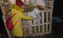В Каменском житель города устроил вертеп с живыми животными