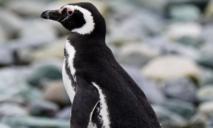 Марина Филатова из-за непогоды в Антарктиде застряла на острове с пингвинами