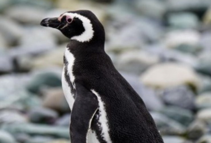 Новости Днепра про Марина Филатова из-за непогоды в Антарктиде застряла на острове с пингвинами