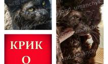 В Днепре спасают котика по кличке Черносливчик: живодеры избивали его в заброшенном доме
