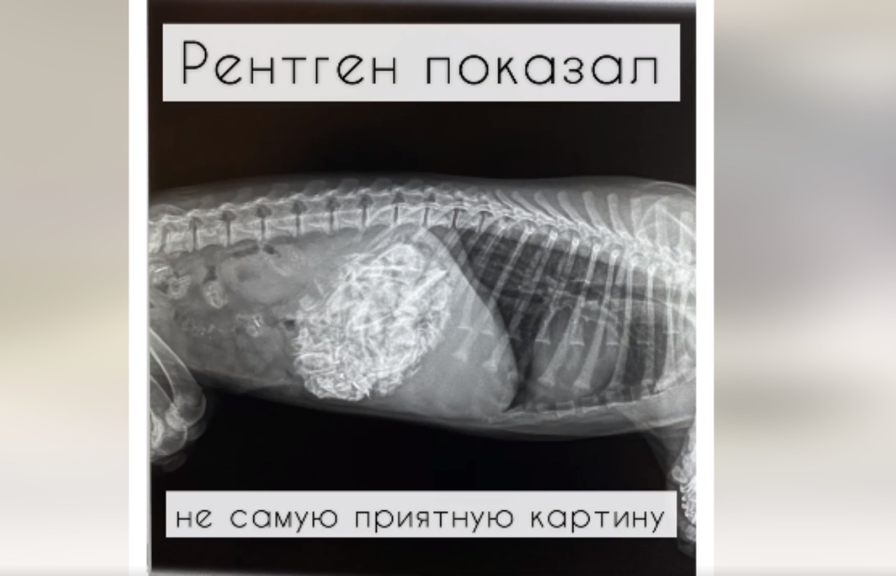 Новости Днепра про В желудке было полно костей: в Днепре ветеринары спасали щенка, который наелся холодца