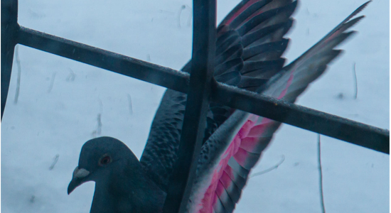 Остановился перекусить: днепрянка заметила голубя с розовыми крыльями 