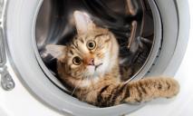 В Днепре постирали кота в стиральной машине