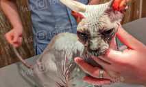 Нужна помощь: в Днепре ветеринарам на усыпление принесли породистого сфинкса