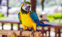 Пернатый хулиган: в Харькове попугай сбежал из зоопарка и устроил погром в супермаркете
