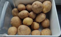 «Такая хорошая не может быть по 17 грн»: в Днепре на кассе АТБ устроили картофельный скандал